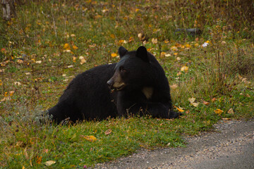 Brown bear eating in the grass