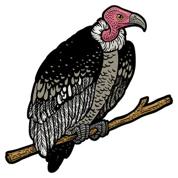 vulture perched on branch, black and white clip art preview