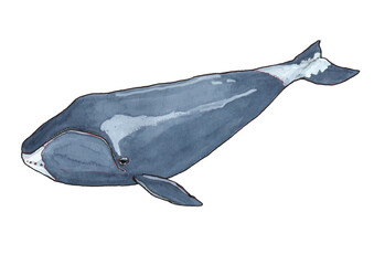 Bowhead whale in ink and watercolor - Hand drawn illustration digitized on transparent background