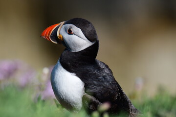 Atlantic puffin or common puffin. Great Saltee Island, Kilmore Quay, Co. Wexford, Ireland