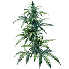 A realistic watercolor painting of a detailed cannabis plant with multiple leaves, isolated on a transparent background 