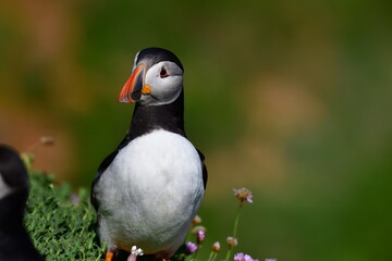 Atlantic puffin or common puffin. Great Saltee Island, Kilmore Quay, Co. Wexford, Ireland