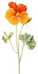 PNG Nasturtium geranium hibiscus blossom