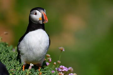 Atlantic puffin or common puffin. Great Saltee Island, Kilmore Quay, Co. Wexford, Ireland