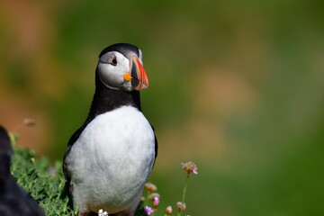 Obraz premium Atlantic puffin or common puffin. Great Saltee Island, Kilmore Quay, Co. Wexford, Ireland