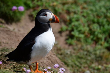 Atlantic puffin or common puffin. Great Saltee Island, Kilmore Quay, Co. Wexford, Ireland