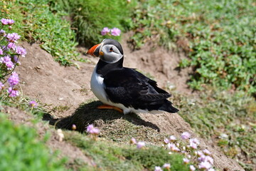 Atlantic puffin or common puffin. Great Saltee Island, Kilmore Quay, Co. Wexford, Ireland