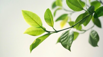 A detailed view of a plant's foliage, suitable for use in nature or science contexts