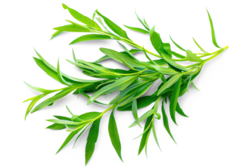 Fresh Green Tarragon Leaves