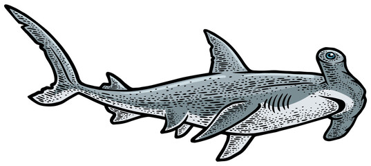Hammerhead shark line art color sketch engraving PNG illustration. T-shirt apparel print design. Scratch board imitation. Black and white hand drawn image.