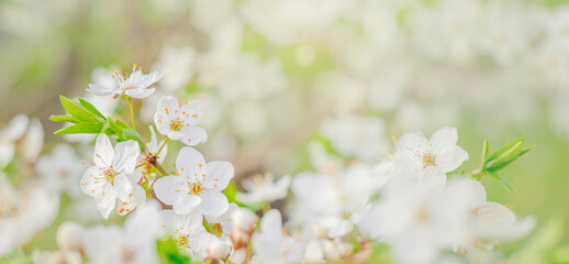 Cherry Blossom Branch with Delicate White Flowers. Springtime. Blooming season