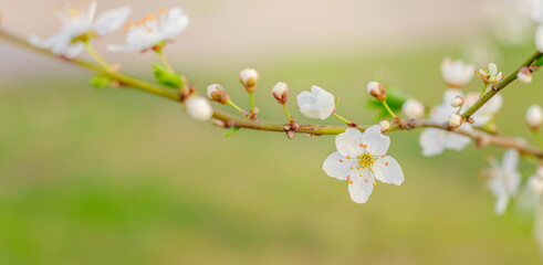 Cherry Blossom Branch with Delicate White Flowers. Springtime. Blooming season