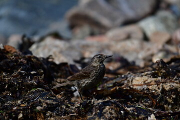 Bird on the rocks, Great Saltee Island, Kilmore Quay, Co. Wexford, Ireland