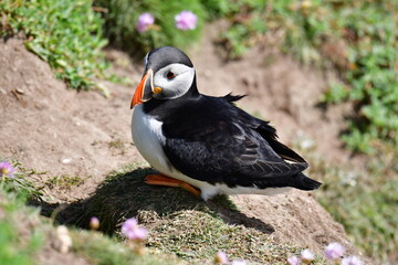 Atlantic puffin or common puffin. Great Saltee Island, Kilmore Quay, Co. Wexford, Ireland