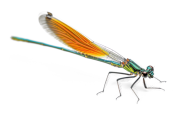 Colorful dragonfly on transparent background