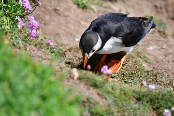 Atlantic puffin or common puffin. Great Saltee Island, Kilmore Quay, Co. Wexford, Ireland