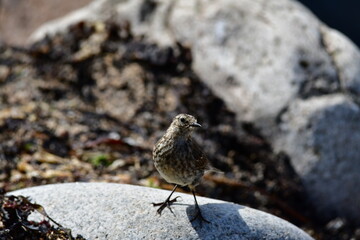 Bird on the rocks, Great Saltee Island, Kilmore Quay, Co. Wexford, Ireland