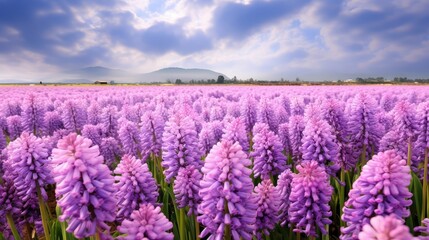 Obraz premium field hyacinth flower purple
