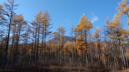 Fototapeta premium Golden Larch Trees Forest in Autumn Under Blue Sky
