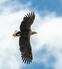 white-tailed eagle (Haliaeetus albicilla) in flight