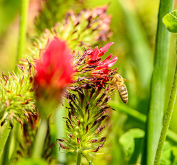 honey bee (Apis mellifera) flying around red clover