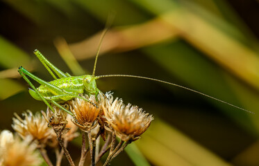 small green grasshopper on dry vegetation