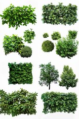 Obraz premium A variety of tree and bush species in a natural environment