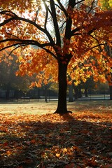 Autumn Leaves on the Ground with Sunlight Shining Through Tree Branches