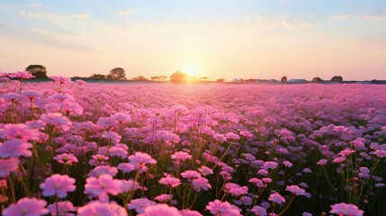 Fototapeta premium stems pink phlox