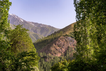 Obraz premium A mountain range with a forest in the foreground