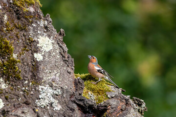 A male Chaffinch (Fringillidae) perching on a tree trunk on a sunny day.