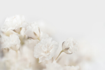 Beautiful blooming white gypsophila flowers and one single bud  with light background and place for...
