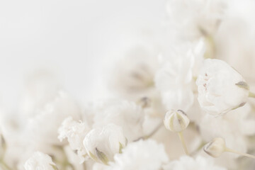 Beautiful blooming white gypsophila flowers with light background and place for text macro