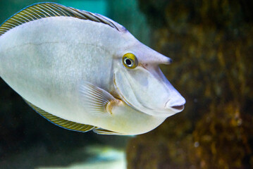 Bluespine unicornfish underwater in the tropical waters of the ocean
