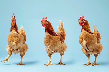 Fototapeta premium Three Brown Hens on Blue Background