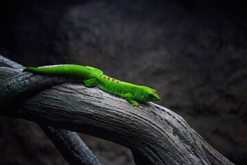 Madagascar Giant Day Gecko, Phelsuma madagascariensis grandis