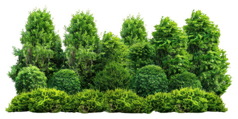 Obraz premium PNG Tree vegetation outdoors woodland