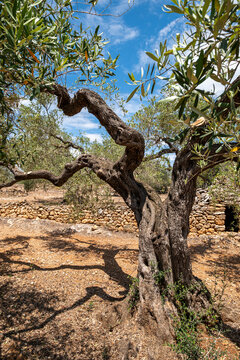 A beautifully gnarled and ancient olive tree stands tall with its twisting branches against a backdrop of clear blue sky and rocky ground, highlighting nature's enduring strength in Tarragona Spain