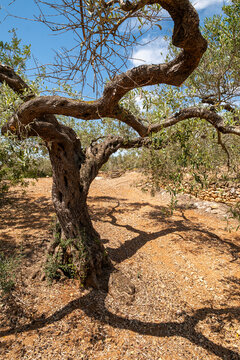 Showcasing a grand and ancient olive tree with its deeply textured trunk and sprawling branches, this image reflects the enduring presence and artistic beauty found in nature in Tarragona Spain
