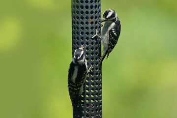 Mother Downy Woodpecker feeding almost adult sized chick on summer day on birdfeeder