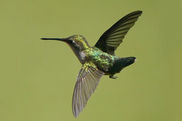 Female Ruby Throated Hummingbird flying against green lawn on beautiful summer day