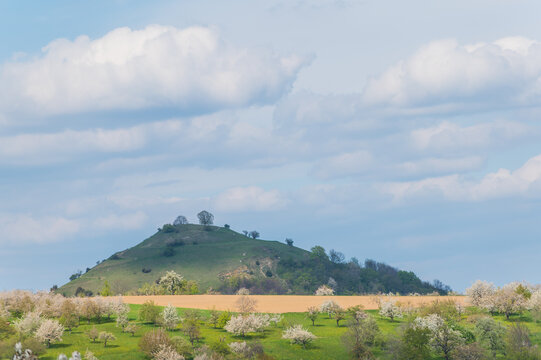Bl&uuml;hende Obstb&auml;ume auf sonnenbeschienener Wiese vor H&uuml;gel mit Wolkenschatten an der Limburg bei Weilheim an der Teck
