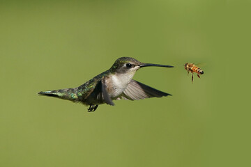 Female Ruby Throated Hummingbird flying against green lawn on beautiful summer day