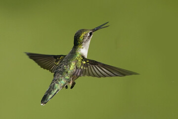 Female Ruby Throated Hummingbird flying against green lawn on beautiful summer day