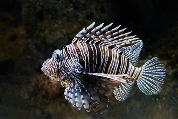 Red lionfish(Pterois volitans) is a venomous and one of the dangerous coral reef fish underwater in the tropical waters of the ocean