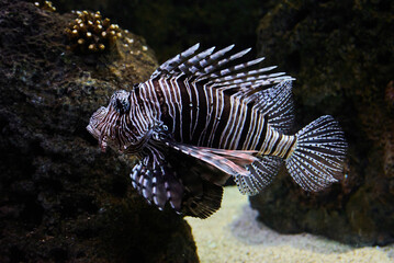 Red lionfish(Pterois volitans) is a venomous and one of the dangerous coral reef fish underwater in the tropical waters of the ocean