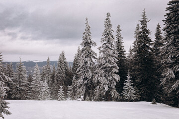 winter forest in the snow - Powered by Adobe