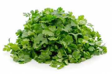 Obraz premium Fresh cilantro bouquet with lush leaves isolated on white background
