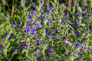 Obraz premium Blue flowers in the field, common blueberry (Echium vulgare). Viper vermilion , a medicinal plant.