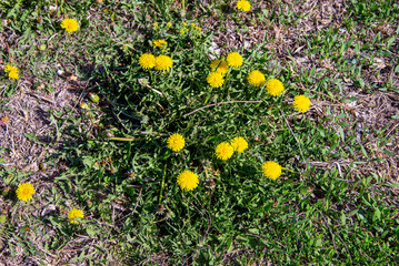 Одуванчики